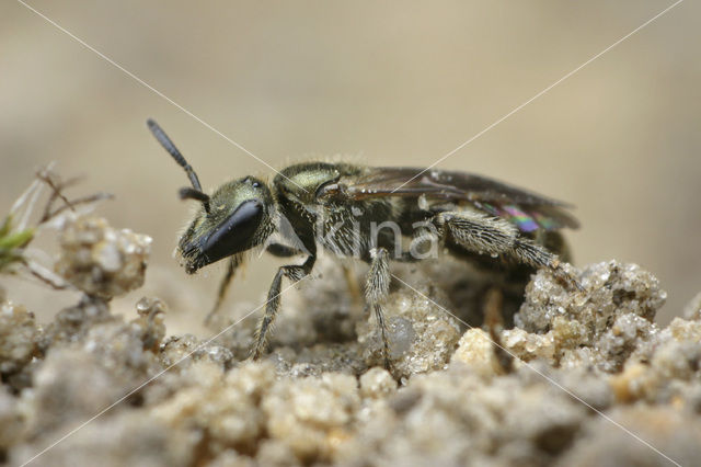 Brassy Mining Bee (Lasioglossum morio)