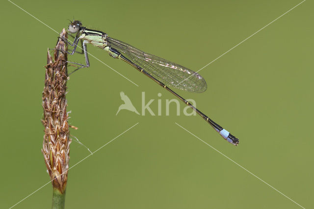 Blue-tailed Damselfly (Ischnura elegans)