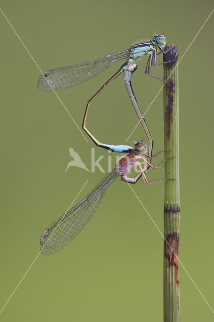 Blue-tailed Damselfly (Ischnura elegans)
