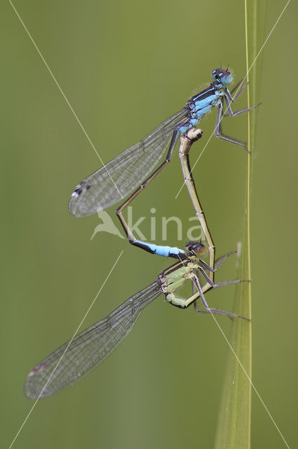 Blue-tailed Damselfly (Ischnura elegans)