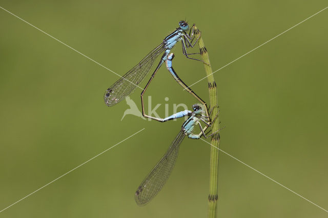 Lantaarntje (Ischnura elegans)