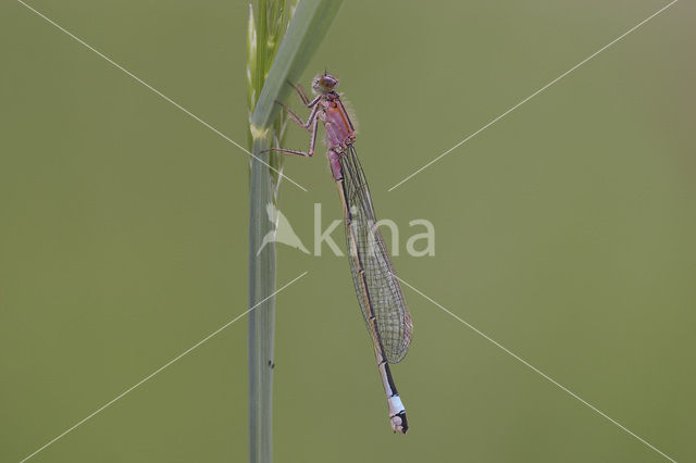 Blue-tailed Damselfly (Ischnura elegans)