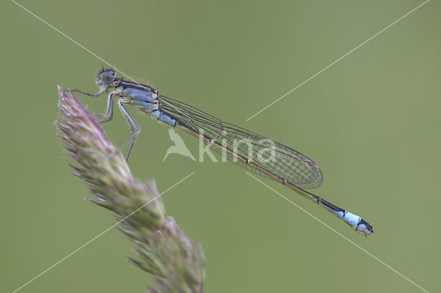 Blue-tailed Damselfly (Ischnura elegans)