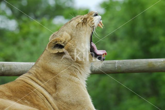 Leeuw (Panthera leo)