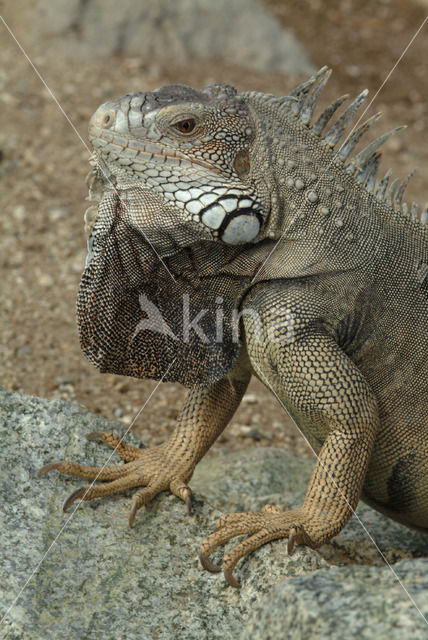 leguaan (Iguana spec.)