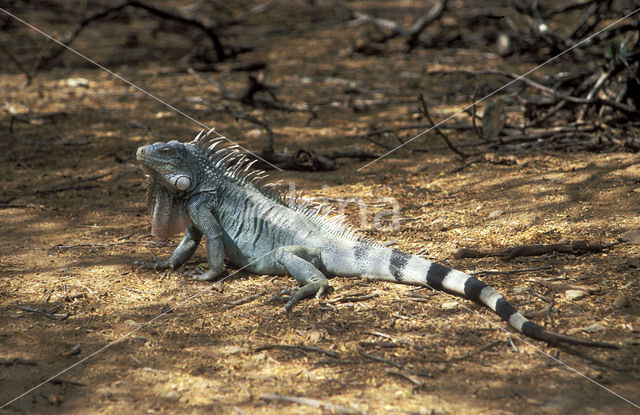 leguaan (Iguana spec.)