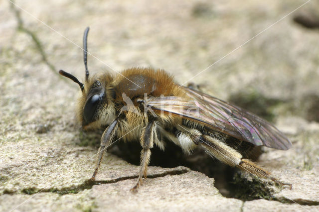 Lichte wilgenzandbij (Andrena mitis)