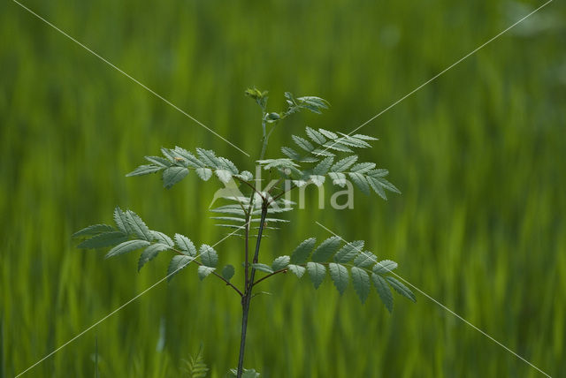 Moutain Ash (Sorbus)