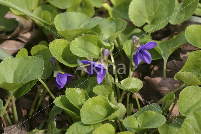 Sweet Violet (Viola odorata)