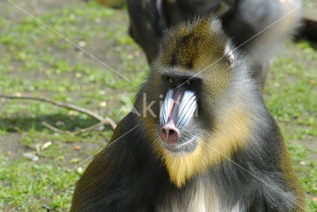 Mandrill (Mandrillus sphinx)