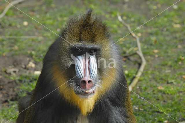 Mandril (Mandrillus sphinx)