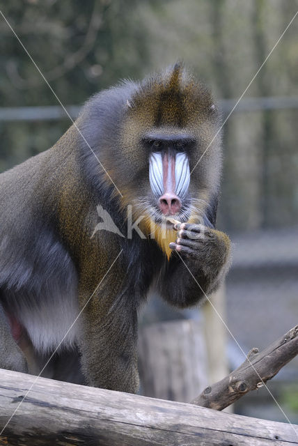 Mandrill (Mandrillus sphinx)