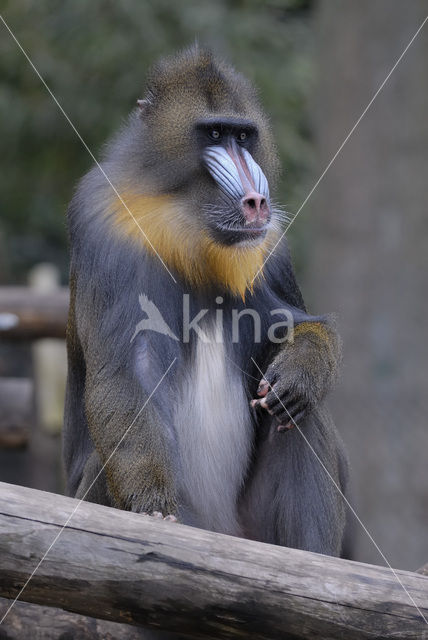 Mandril (Mandrillus sphinx)