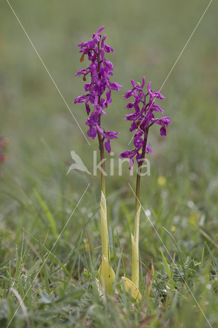 Early-purple Orchid (Orchis mascula)