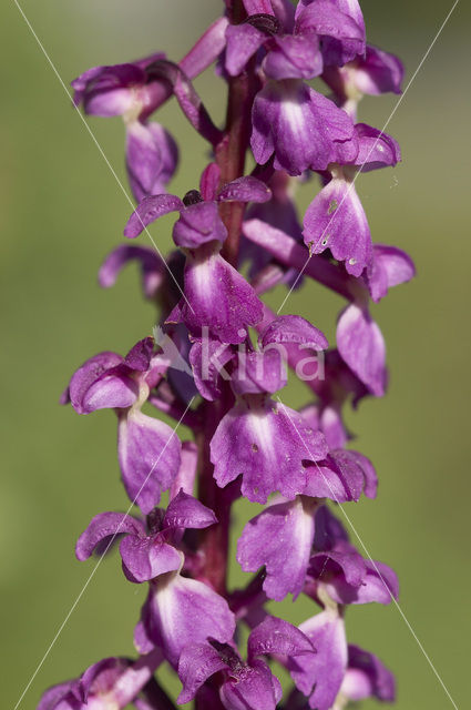 Mannetjesorchis (Orchis mascula)