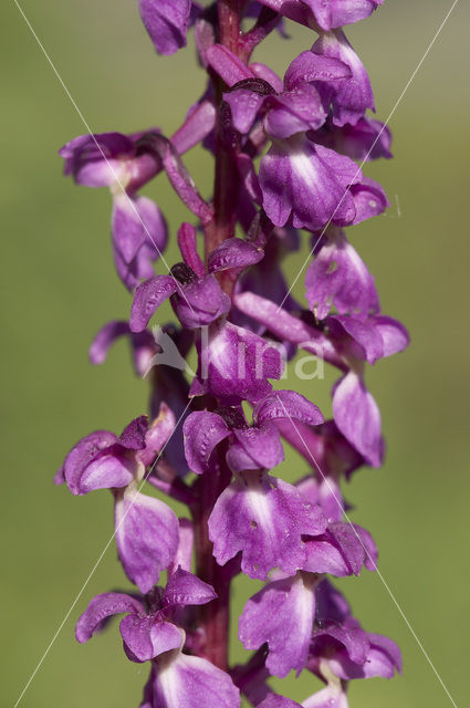 Mannetjesorchis (Orchis mascula)