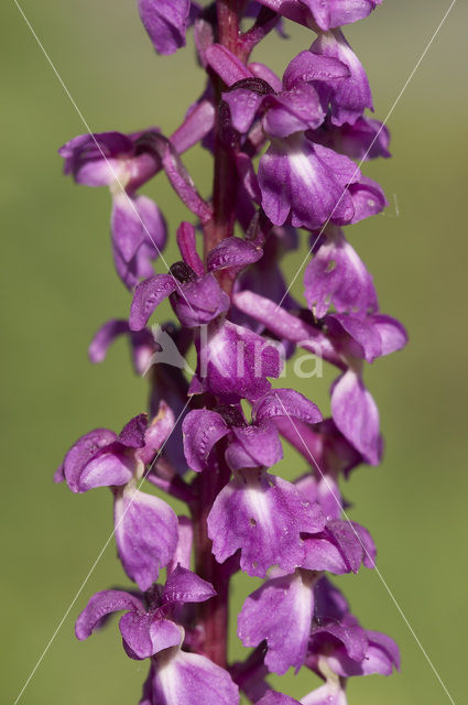 Early-purple Orchid (Orchis mascula)