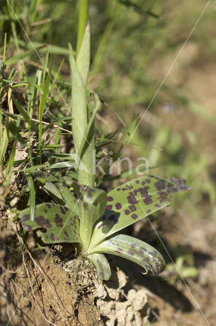 Early-purple Orchid (Orchis mascula)