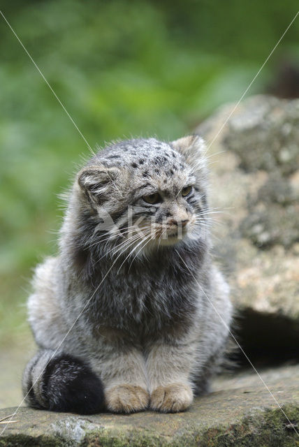 Pallas cat (Otocolobus manul)