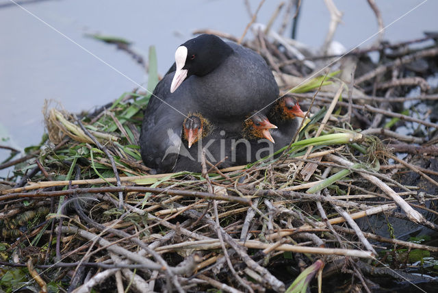 Meerkoet (Fulica atra)