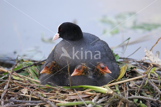 Meerkoet (Fulica atra)