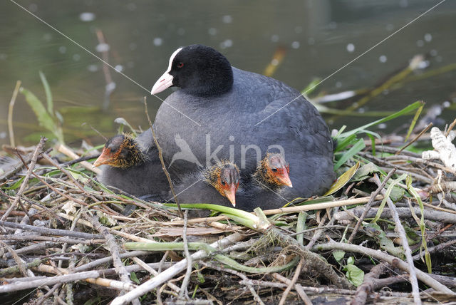 Meerkoet (Fulica atra)