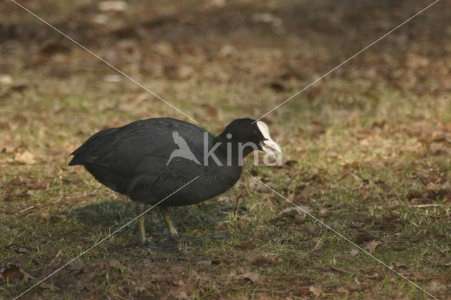 Common Coot (Fulica atra)