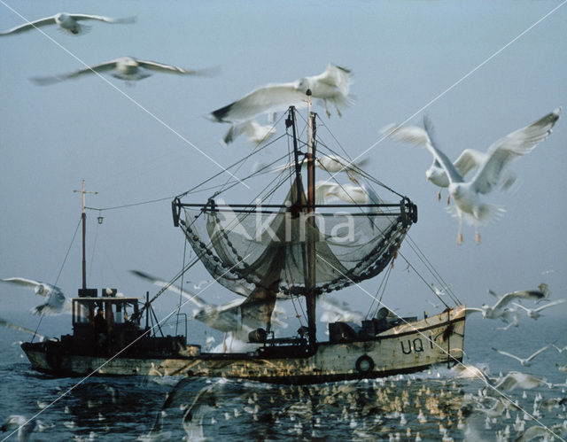 Meeuw (Larus spec.)