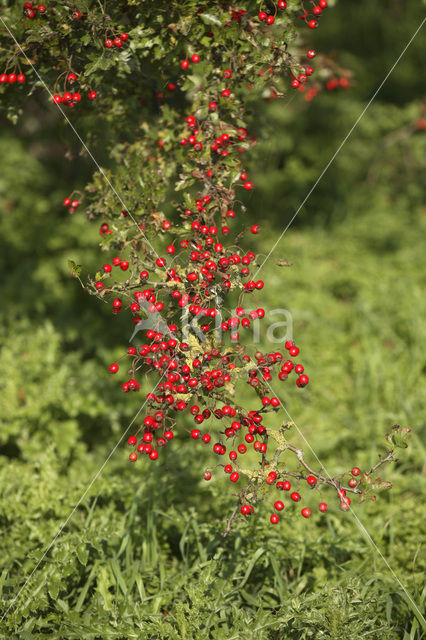 Hawthorn (Crataegus )