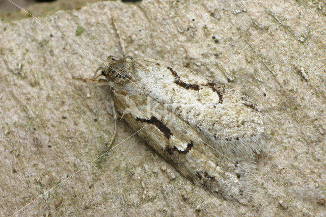 Semioscopis steinkellneriana