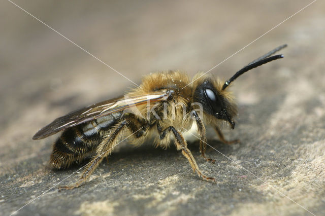 Meidoornzandbij (Andrena carantonica)