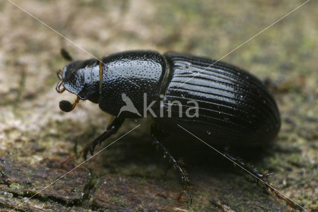 Dung beetle (Aphodius coenosus)