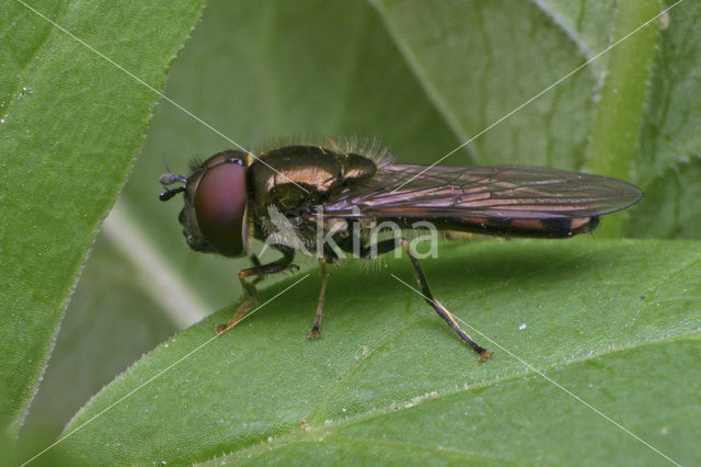Hoverfly (Platycheirus albimanus)