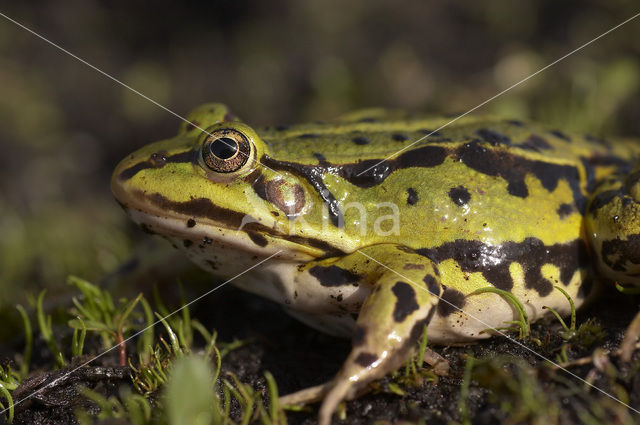 Edible Frog (Rana klepton esculenta