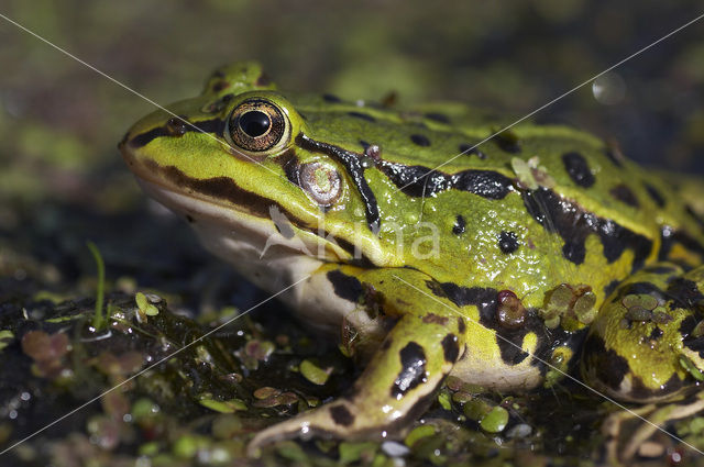 Middelste groene kikker (Rana klepton esculenta