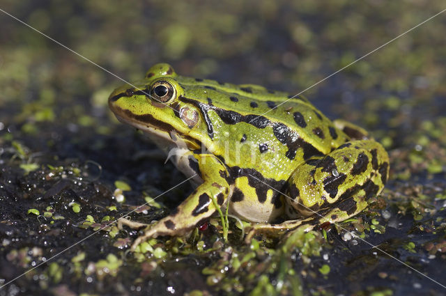 Middelste groene kikker (Rana klepton esculenta