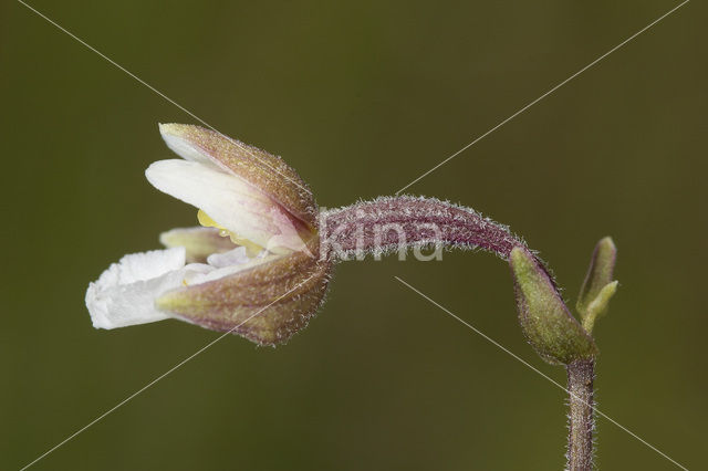 Moeraswespenorchis (Epipactis palustris)