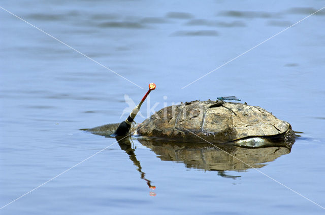 Mediterranean turtle (Mauremys leprosa)