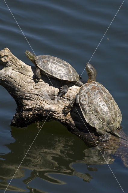 Moorse beekschildpad (Mauremys leprosa)