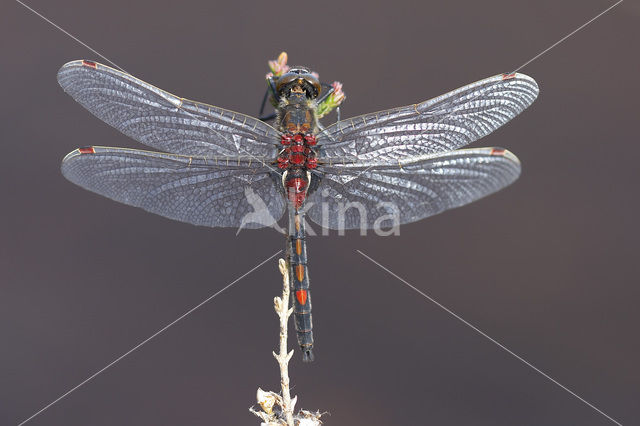 Northern White-faced darter (Leucorrhinia rubicunda)