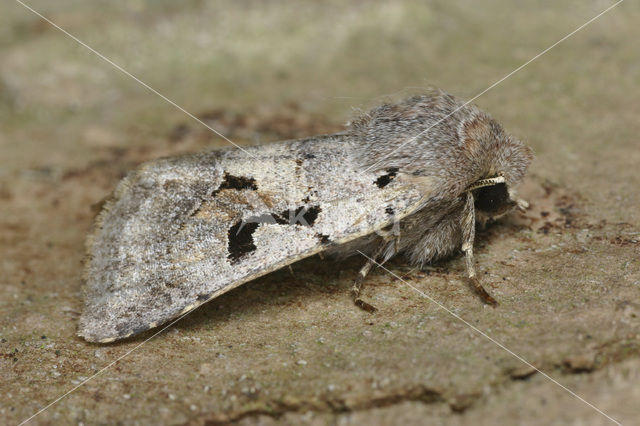 Hebrew Character (Orthosia gothica)