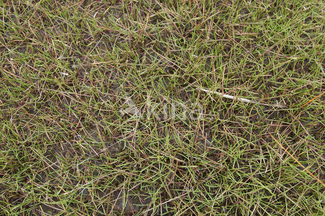 Oeverkruid (Littorella uniflora)