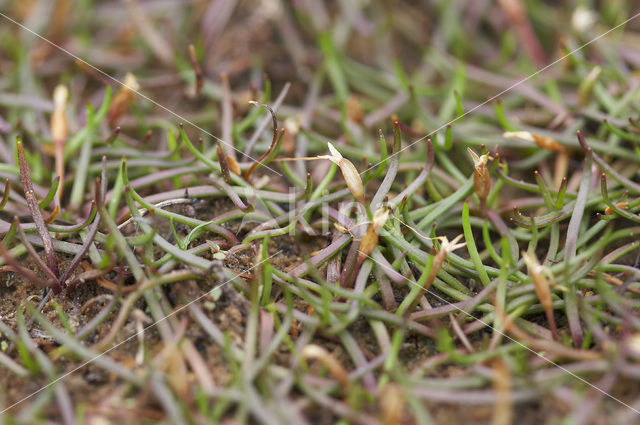 Oeverkruid (Littorella uniflora)