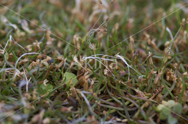 Oeverkruid (Littorella uniflora)