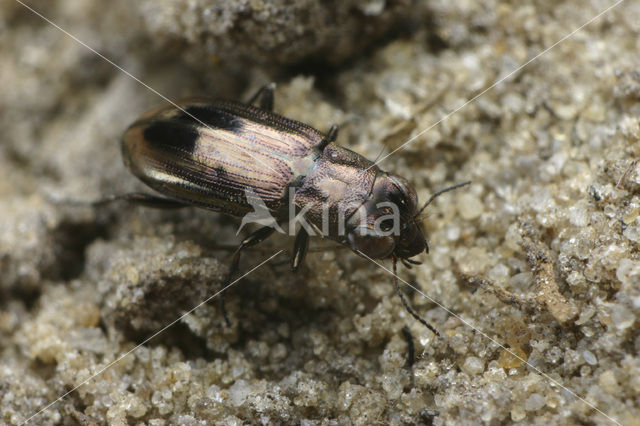 Notiophilus substriatus