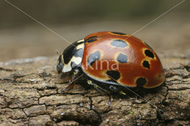 Oogvleklieveheersbeestje (Anatis ocellata)