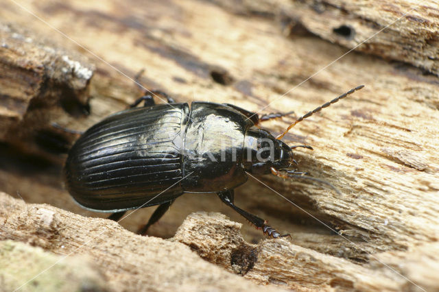 Ovale Glimmer (Amara ovata)