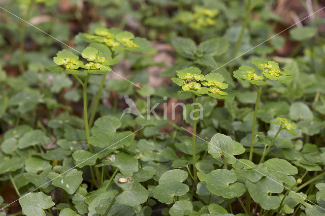 Opposite-leaved Golden Saxifrage (Chrysosplenium oppositifolium)