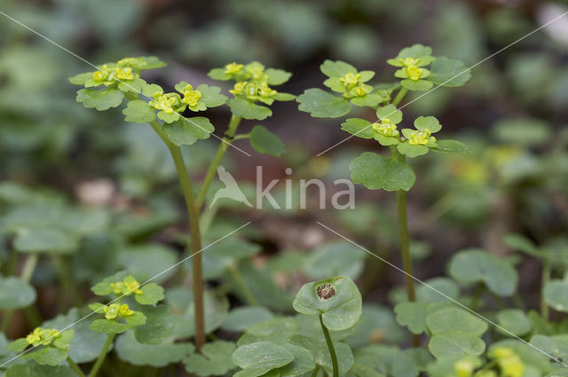 Opposite-leaved Golden Saxifrage (Chrysosplenium oppositifolium)