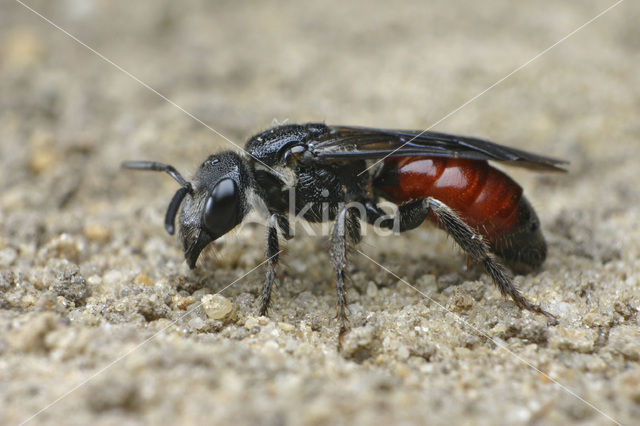 Pantserbloedbij (Sphecodes gibbus)